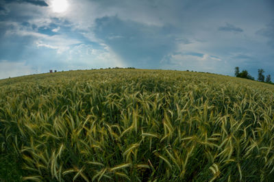 Scenic view of agricultural field against sky