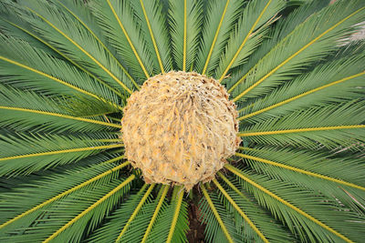 Close-up of japanese sago palm tree 