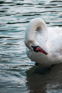 Close-up of swan in lake