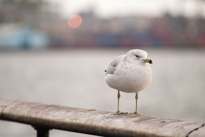 Seagull perching on wooden post