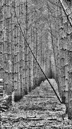 Shadow of tree on footpath