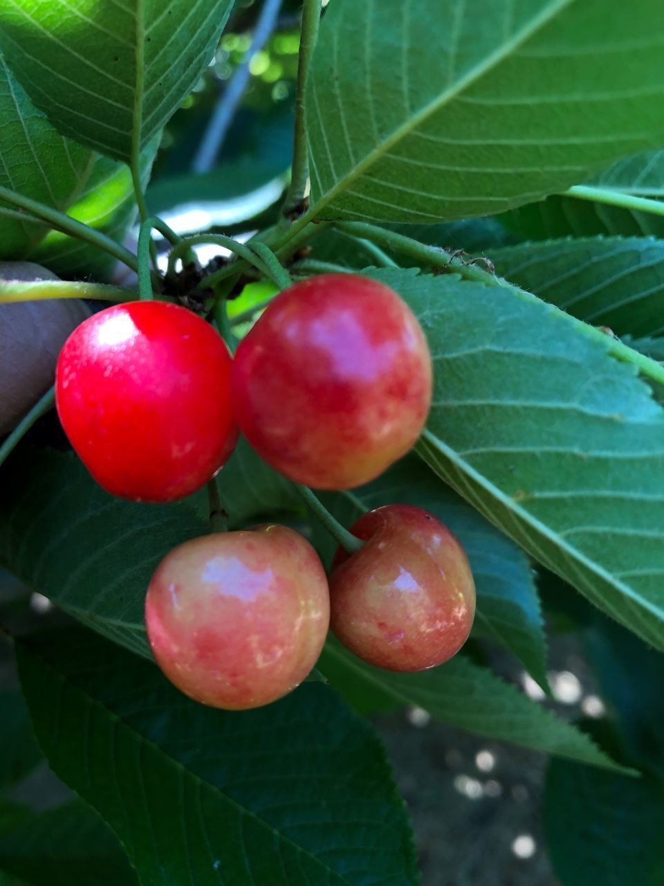 CLOSE-UP OF TOMATOES ON PLANT