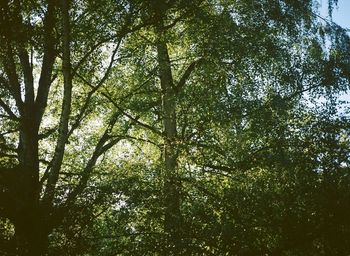 Low angle view of trees in forest