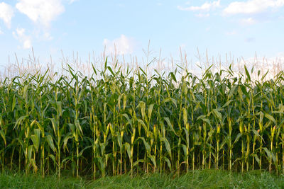 Low angle view of corn crop growing in field