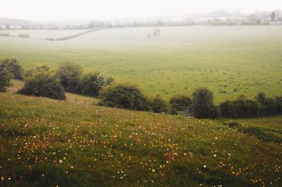 Scenic view of field against sky