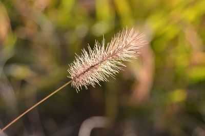 Close-up of fresh plant