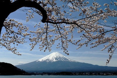 Scenic view of fuji mountains against sky with cheery blossom