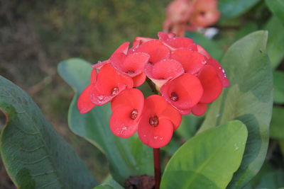 Close-up of wet red flowering plant