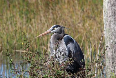 High angle view of gray heron perching on grass