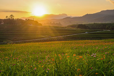 Scenic view of grassy field against sky during sunset