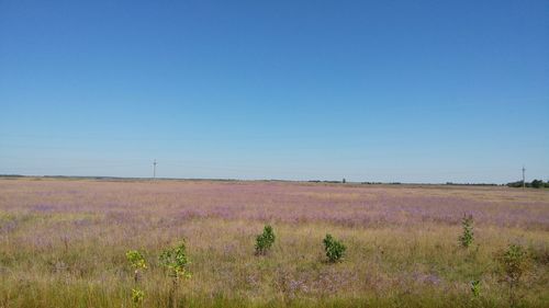 Scenic view of field against clear blue sky