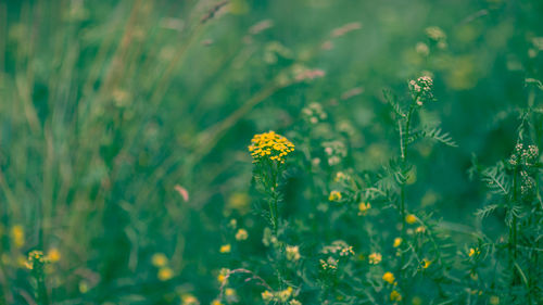 Tansy flowers 