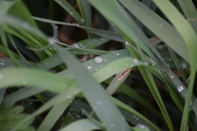 Close-up of wet grass