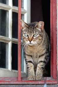 Portrait of cat sitting on window sill