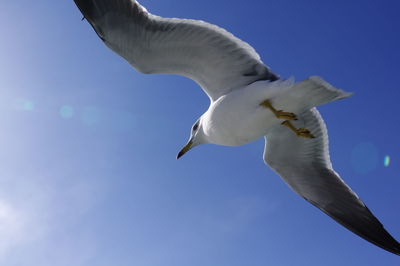 Low angle view of seagull flying