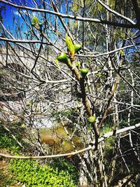 Low angle view of tree branch