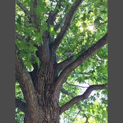 tree