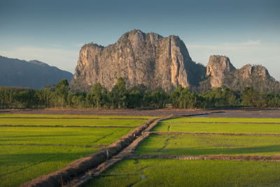 Scenic view of agricultural field against sky