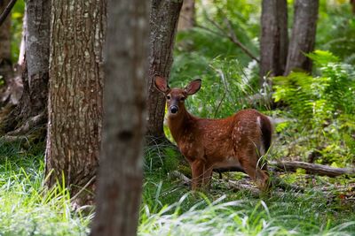 Deer in a forest