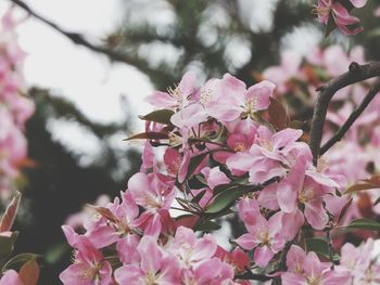 Close-up of pink flowers on tree