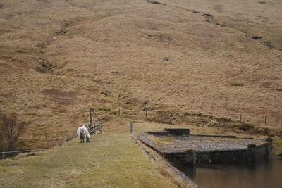 View of a horse on the ground