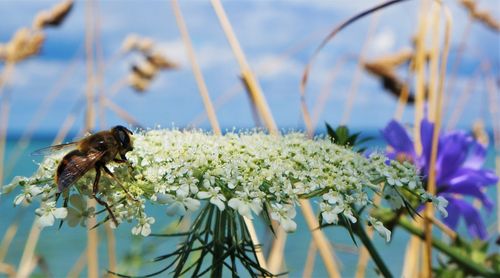 Close-up of bee pollinating on flower