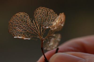 Close-up of hand holding plant against black background