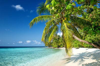 Palm tree by sea against sky