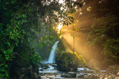 Sunlight streaming through trees in forest