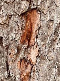 Full frame shot of tree trunk