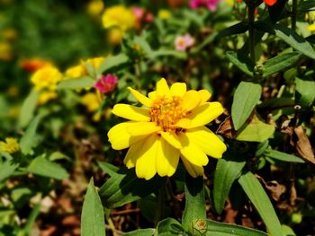 Close-up of yellow flowers blooming outdoors