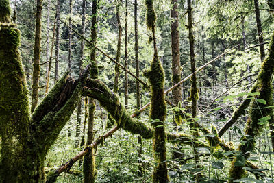 Low angle view of pine tree in forest