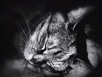 Close-up of cat with eyes closed