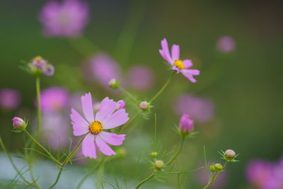 Close-up of pink flowering plants