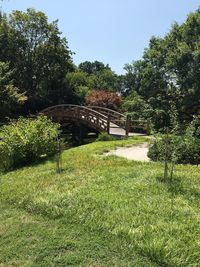 Trees in grass