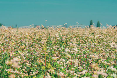 Spring flowering buckwheat in field. beautiful spring background