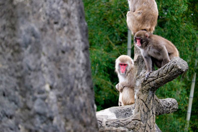 Monkey on tree trunk