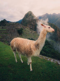 Sheep standing in a field