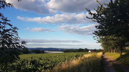Scenic view of agricultural field against sky