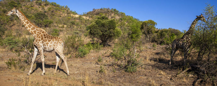 View of a horse on landscape