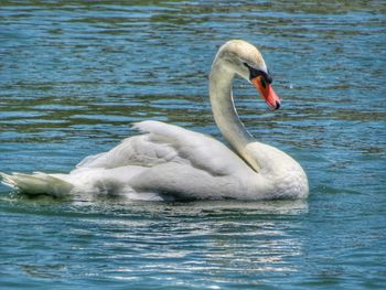 Swan floating on lake