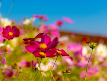 Close-up of insect on pink flower