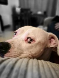 Close-up portrait of dog relaxing at home