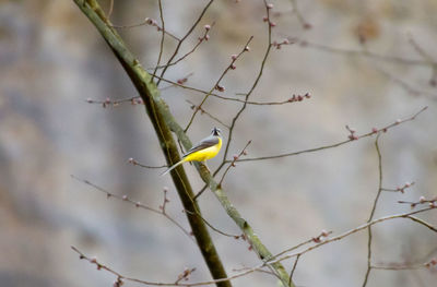 Bird perching on tree