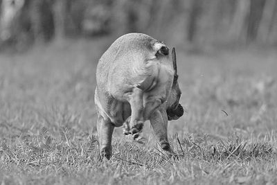 Dog standing on grassy field