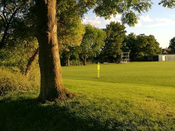 Trees growing on grassy field