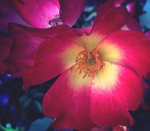 Close-up of pink flower