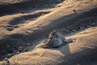 Animal skull on sand at beach