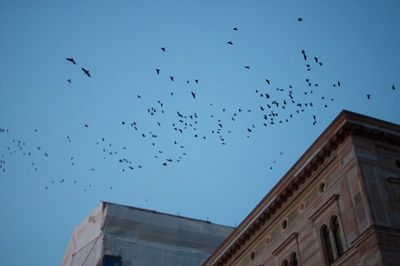 Low angle view of birds flying in city against sky