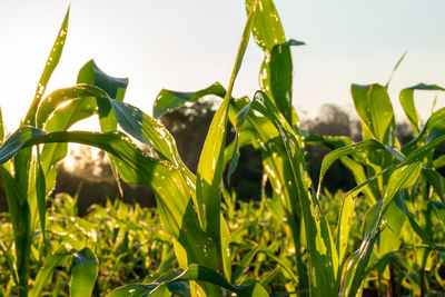 Close-up of crops growing on field against sky